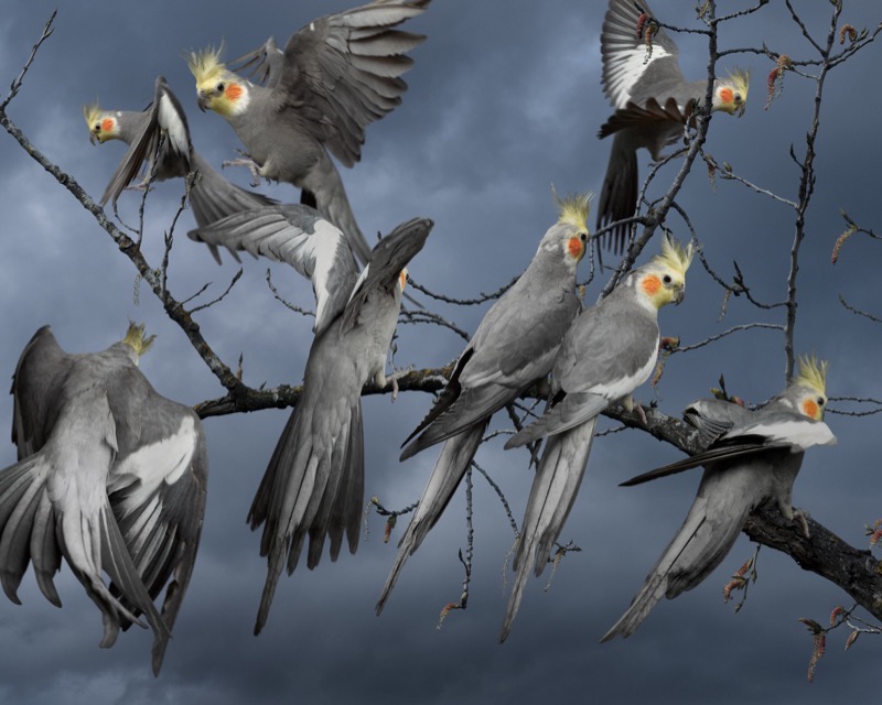 Birdscape #9 (Cockatiels) by Gary Heery 