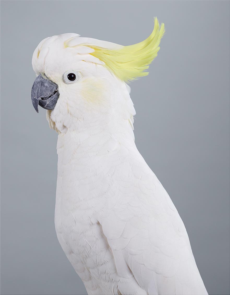 Scratch, Sulphur-crested cockatoo Jeffreys