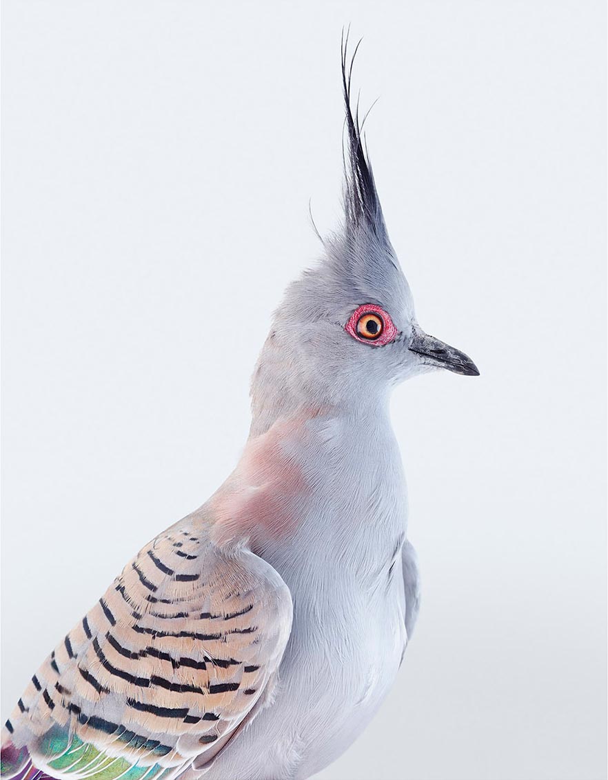 Crested Pigeon Jeffreys