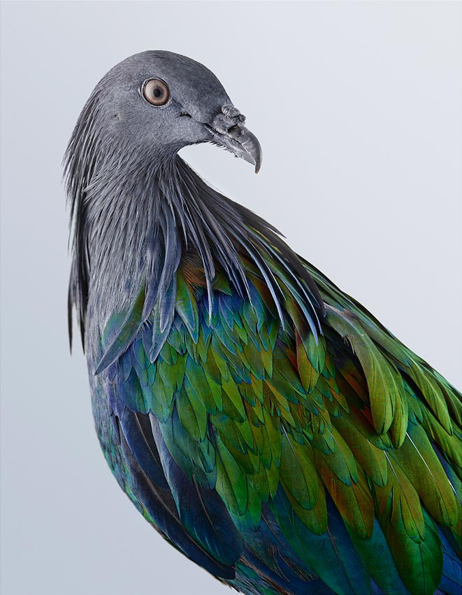 Nicobar Pigeon Jeffreys