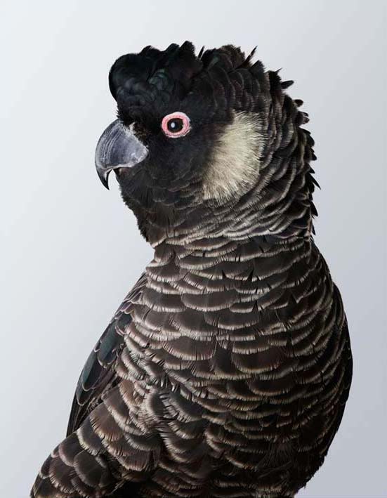 Carnie, Carnaby's Cockatoo by Leila Jeffreys 