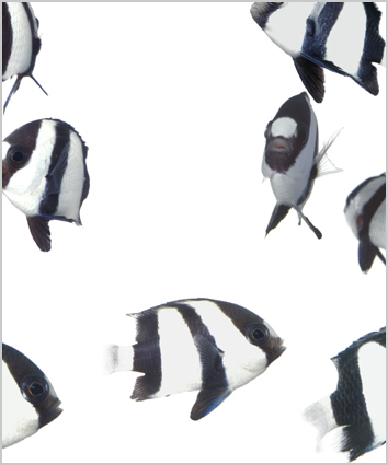 Dascyllus aruanus (3 stripe humbug) Westphal