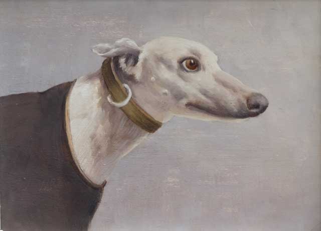 Greyhound Russell