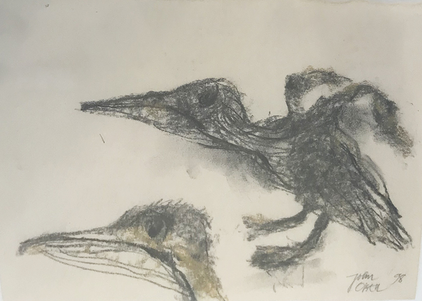 Juvenile Pelicans by John Olsen 