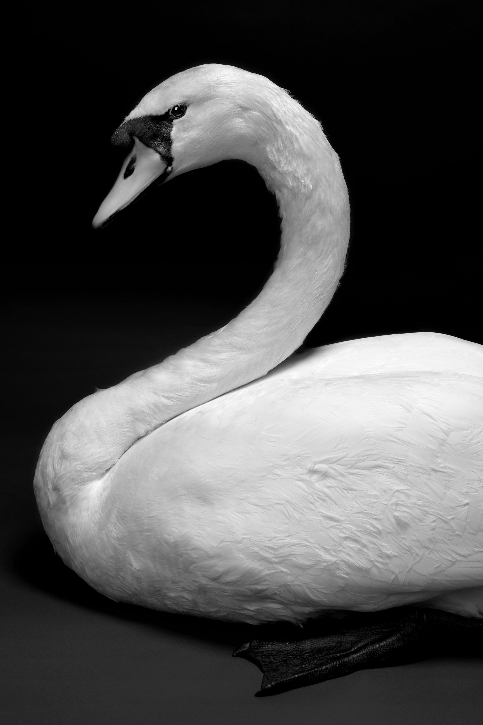 Swan by Gary Heery 