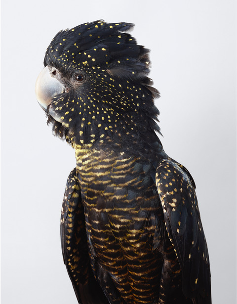 Skye, Red-tailed Black Cockatoo Jeffreys